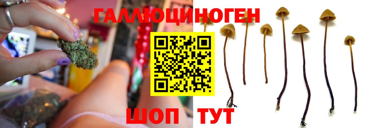 Екатеринбург  Псилоцибиновые грибы MAGIC MUSHROOMS  Вход с VPN 